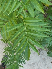 Sambucus ebulus