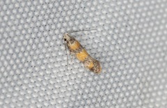 Promalactis lobatifera