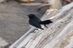 Rhipidura leucophrys