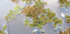 Salvinia natans