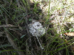Didymium mucilago