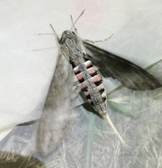 Agrius convolvuli