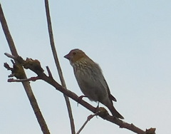 Carpodacus erythrinus