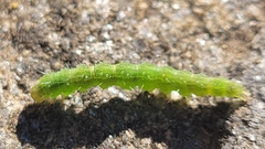 Hypena