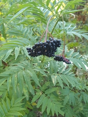 Sambucus ebulus