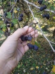 Crataegus pentagyna