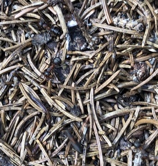 Formica rufa