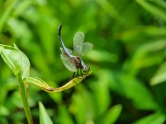 Brachydiplax chalybea