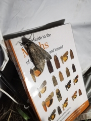 Agrius convolvuli