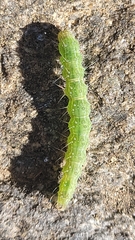 Hypena