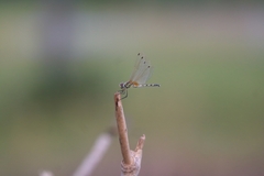 Trithemis pallidinervis