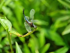 Brachydiplax chalybea