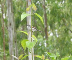 Prinia hodgsonii