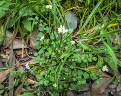 Cardamine hirsuta