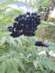 Sambucus ebulus