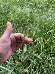 Rumex sanguineus