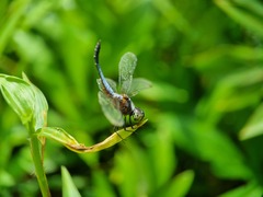 Brachydiplax chalybea