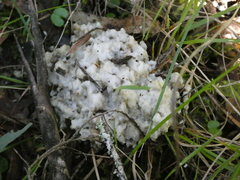 Didymium mucilago