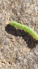 Hypena