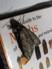 Agrius convolvuli
