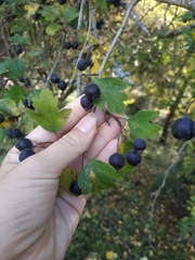Crataegus pentagyna