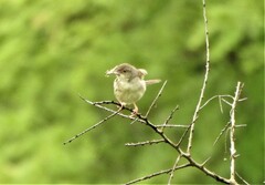 Prinia sylvatica
