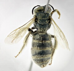 Halictus pollinosus