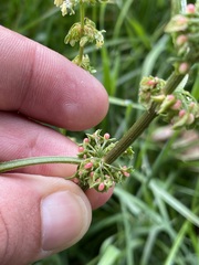Rumex sanguineus