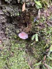 Gliophorus