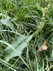 Rumex sanguineus