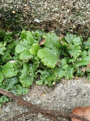 Marchantia polymorpha ruderalis