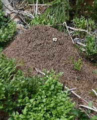 Formica rufa