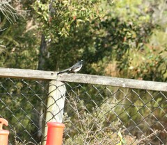 Rhipidura leucophrys