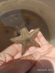 Astropecten