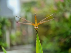 Trithemis aurora