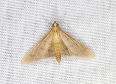 Thliptoceras formosanum