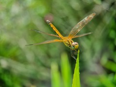Trithemis aurora