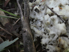Didymium mucilago