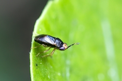 Geocoris