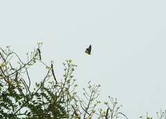 Troides minos