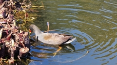 Gallinula tenebrosa
