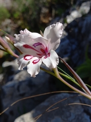 Gladiolus carneus