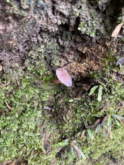 Gliophorus