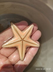 Astropecten