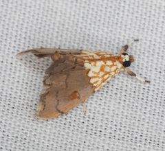 Agrotera