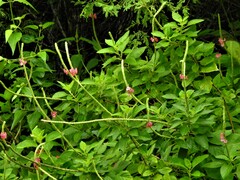 Stachytarpheta mutabilis