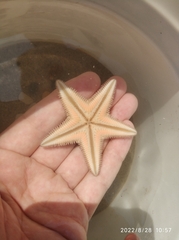 Astropecten