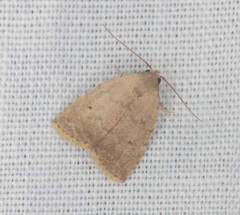 Anachrostis