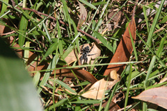 Nyssus albopunctatus