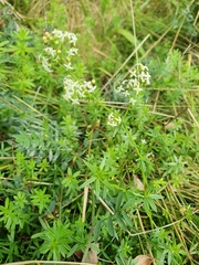 Galium mollugo